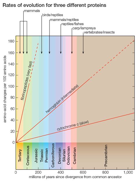 evolution molecular genetics species britannica