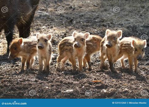 Wild piglet pack stock photo. Image of hunting, bristly - 53151260