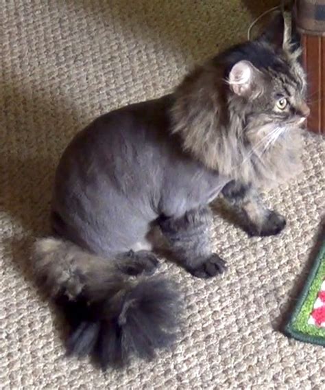 Our fluffiest cat gets shaved