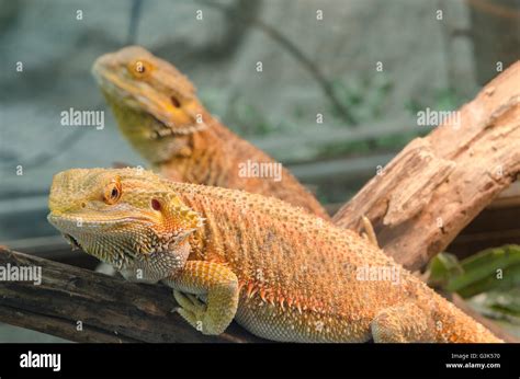 Bearded dragon climbing tree taken hi-res stock photography and images - Alamy