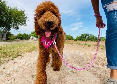 Full Grown Mini Goldendoodle Size: How Big Are They? | Pets Nurturing