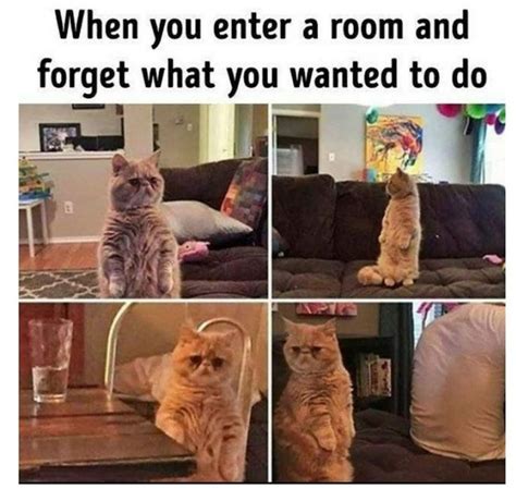 Crazy Funny Memes, 9gag Funny, Funny Animal Memes, Really Funny Memes ...