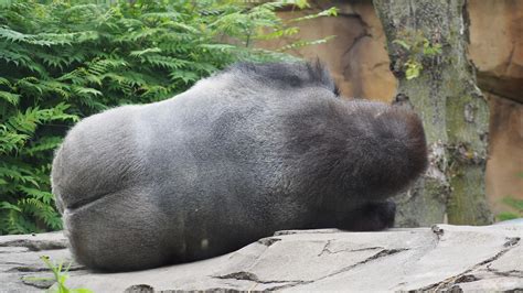 Gorilla Ass