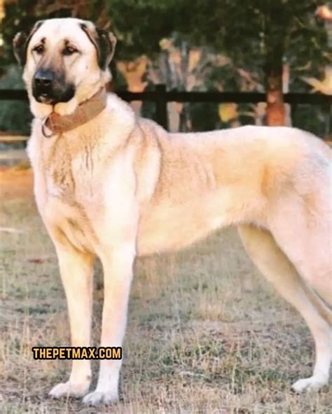 Kurdish Kangal Dog Breed Complete Guide - The Pet Max