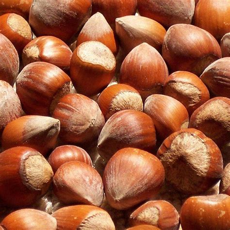 filberts  shell blooms kosher