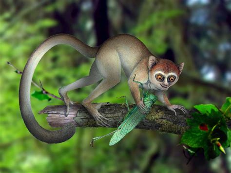 Tiny, Ancient Tree-Dweller Was One Of Earth's Earliest Primates : NPR