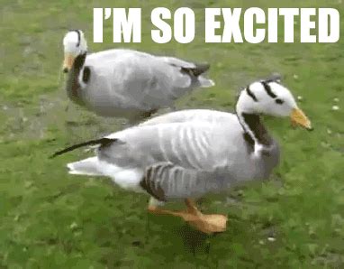 I’m So Excited – Reaction GIFs