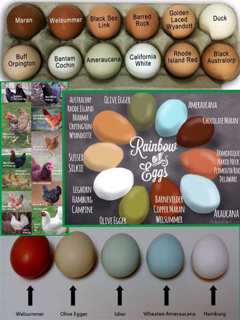 Chicken breed & egg color chart | the hen house | Pinterest | Egg coloring, Chicken breeds and ...