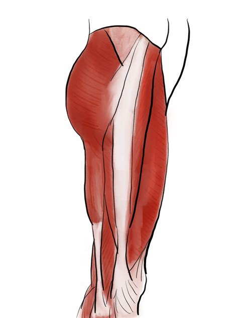 ilio-tibial-band-illustration | BPM Function