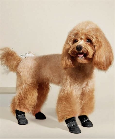 Fluffy Boots – Pawlicious