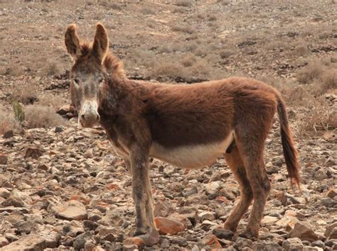 14 Types of Donkey Breeds: Pictures, Facts & History | Animal World