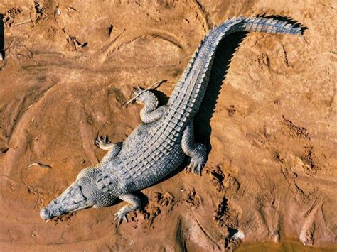 Premium Photo | Nile croc chronicles ancient predators along the riverbanks