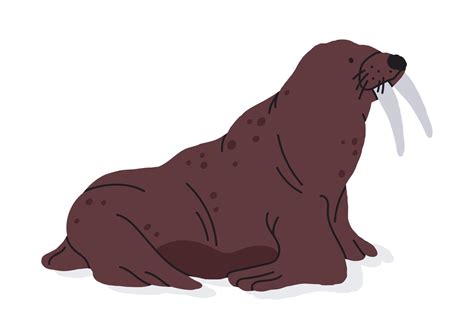 wild walrus marine mammal pinniped animal cute walrus  tusks flat