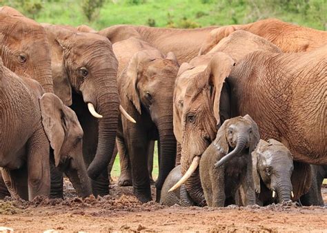 foto gajah alam gratis pixabay