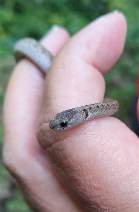 423 best Brown Snake images on Pholder | Whatsthissnake, Brisbane and
