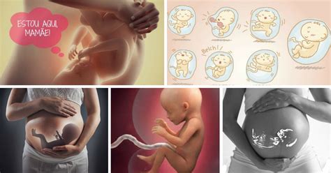 Bebê Na Barriga Da Mãe - A Vida Do Bebe Na Barriga Da Mãe