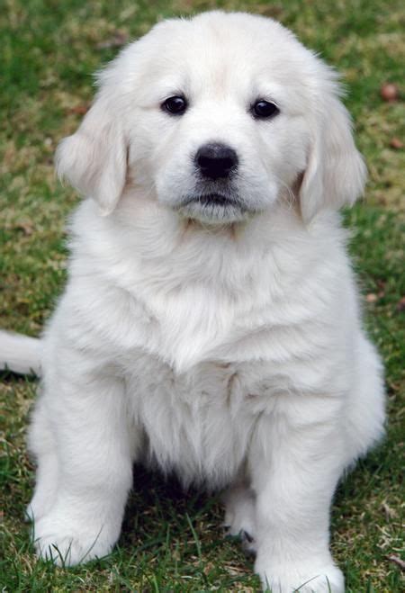 white retriever puppy | Cachorro retriever, Cobrador, Perros y gatos tiernos