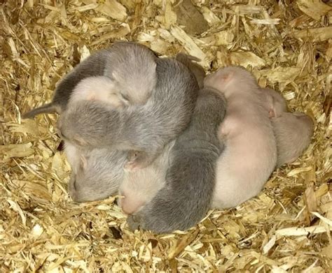 Ferret Kits For Sale For Sale in Colwyn Bay, Cnwy | Baby ferrets ...