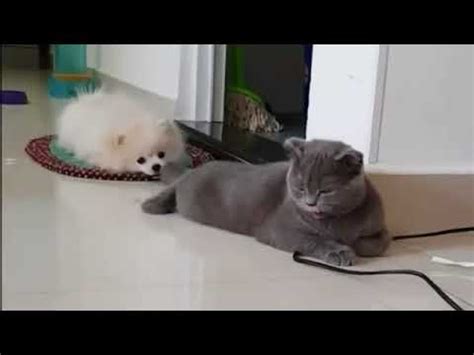 Собака тянет кота за хвост . - YouTube
