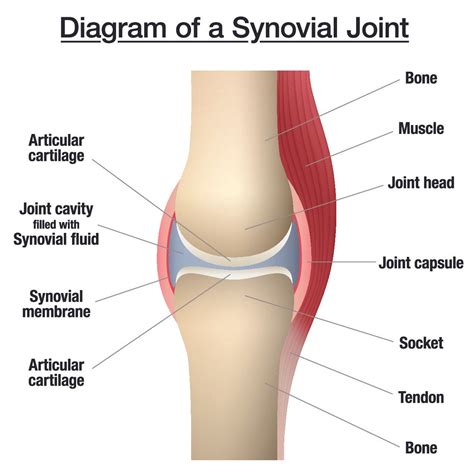 Introduction to the Knee Joint | Orthopaedic Surgeon Dr A Theodorides