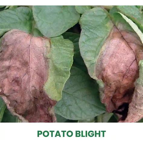 fungicide  potato blight disease save upto
