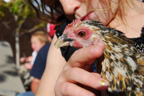 Chicken Beak Trimming - Welcome