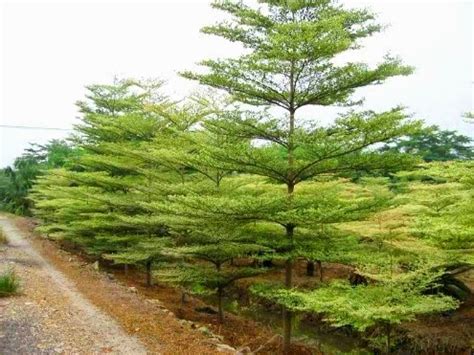 jual pohon ketapang mini ketapang kencana varigata