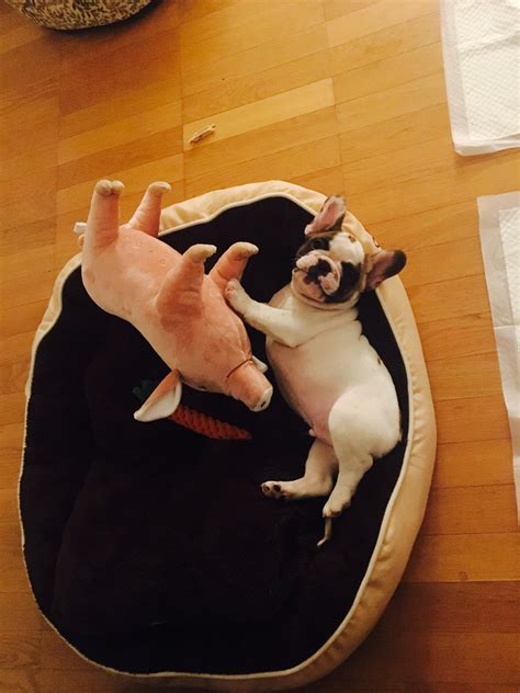First night home : r/dogpictures
