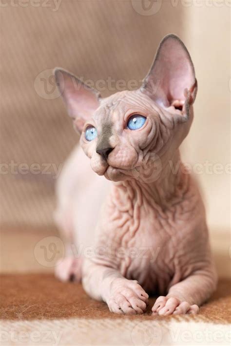 Hairless Cat Stock Photos, Images and Backgrounds for Free Download