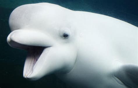 Beluga | The Animal Facts | Appearance, Diet, Habitat, Behavior, Lifespan