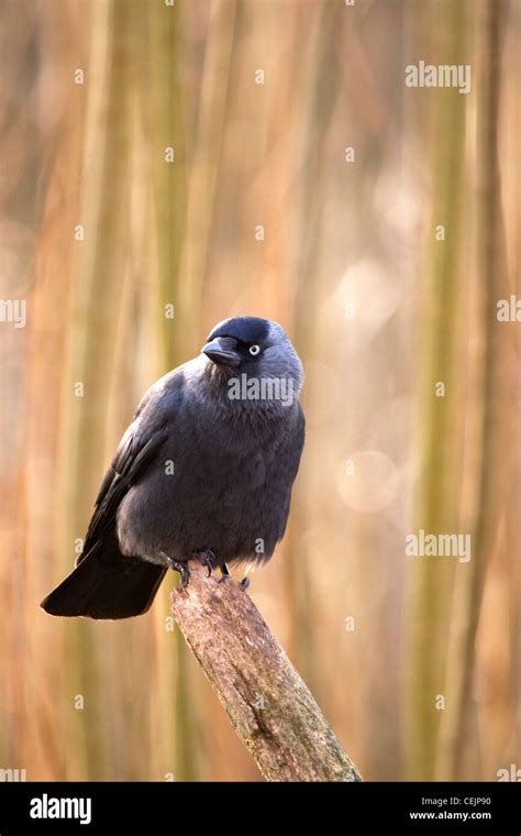 Jackdaw jackdoors hi-res stock photography and images - Alamy