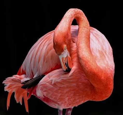 Pink Birds In Florida: 6 Varieties of Eye-Soothing Avians - Bird Guidance