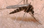 Midges Bites | How to Identify and Get Rid of Midges | Pestclue