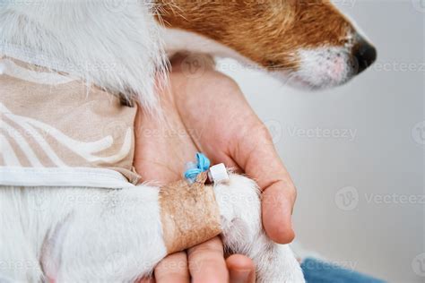 Dog with a bandaged catheter on his paw. Pet care 13226466 Stock Photo