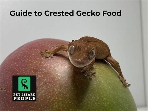 tips for lizard weak easily 1