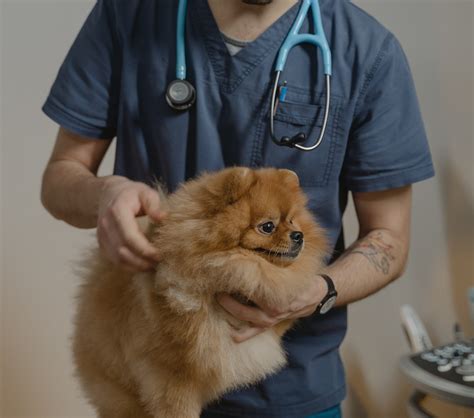 Flea and Tick Prevention Guide
