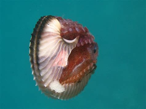 argonaut animal wikipedia