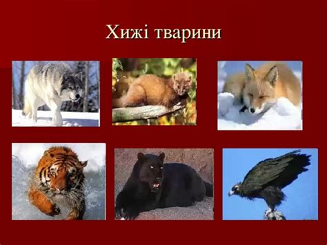 Як харчуються тварини | Тест з природничих наук – «На Урок»