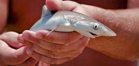 Baby Shark One