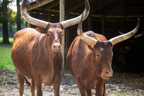 African Cows with Long Horns, Ankole Cattle. Stock Photo - Image of ...