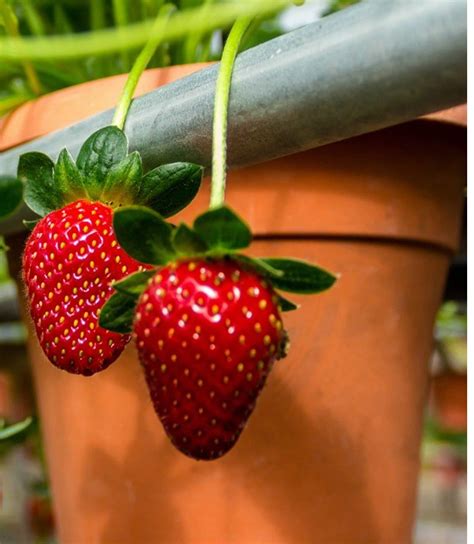Loran Strawberry Seed Indoor House Plants Outdoor Rare 500 - Etsy Australia