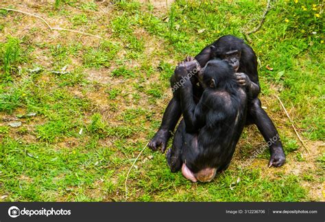chimpanzee mating  human