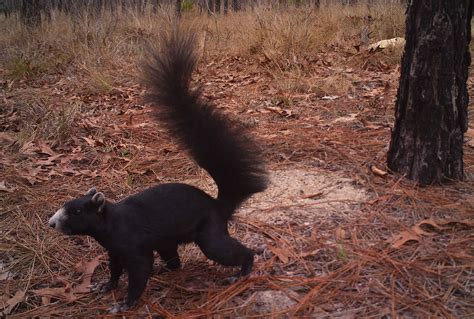 Species Spotlight: Fox Squirrel — The Wildlife Society - Florida Chapter