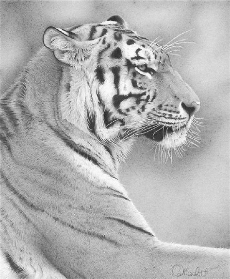Красивые рисунки животных