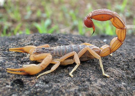 6 of the Most Dangerous and Unique Scorpions in the World - Owlcation