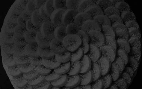 les tartes croutes artisanales dantan