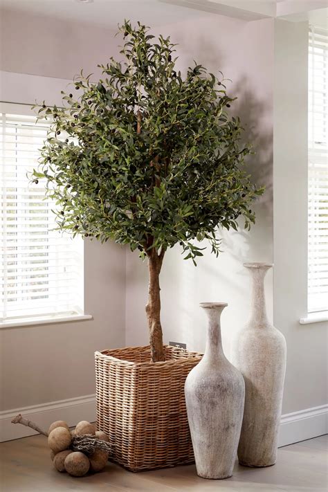 caring for olive tree indoors 3