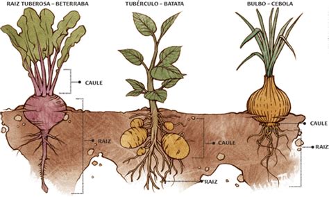 Cenoura É Raiz Ou Caule - Vegetais De Caule Subterrâneos