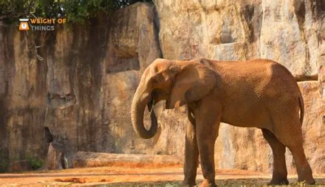 weigh  kilograms  pics weight