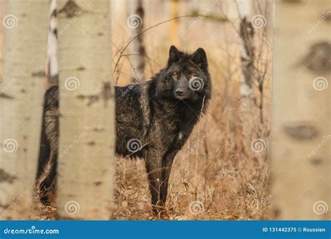 Black Wolf With Bright Eyes Royalty-Free Stock Photography ...